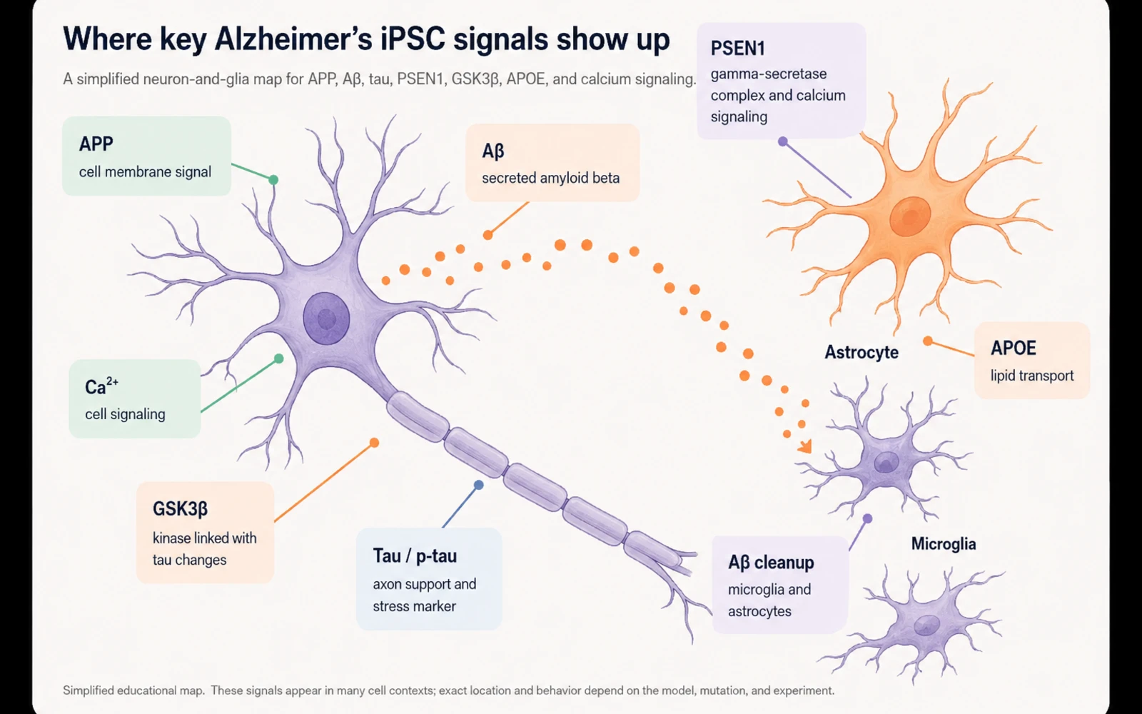 A labeled educational neuron and glia map showing APP, amyloid beta, tau and p-tau, PSEN1, GSK3 beta, APOE, calcium signaling, astrocytes, and microglia in Alzheimer’s iPSC models.