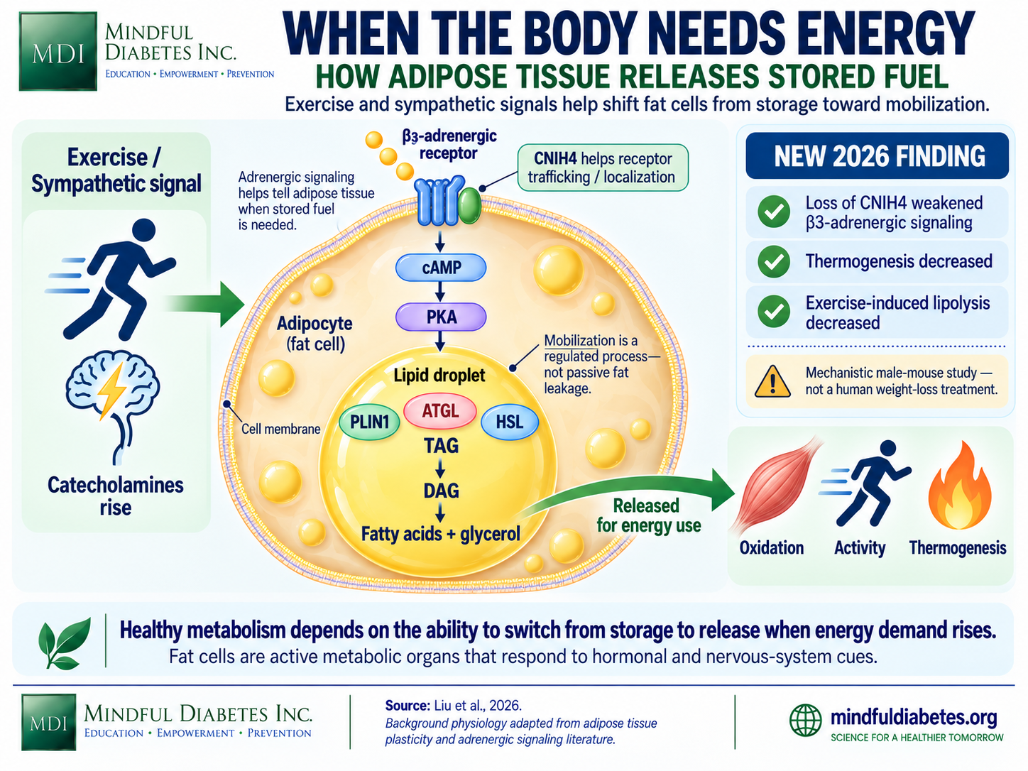 When the Body Needs Energy Infographic showing beta-3 adrenergic signaling, CNIH4 receptor trafficking, cAMP and PKA, and the breakdown of stored triglyceride into fatty acids and glycerol during energy demand.