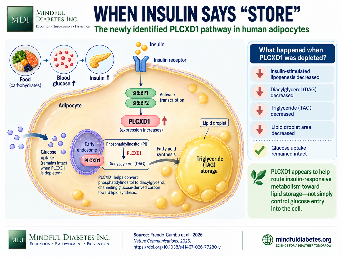 When Insulin Says Store Infographic showing insulin activating SREBP1 and SREBP2, increasing PLCXD1 in a human adipocyte, and supporting PI-to-DAG metabolism and triglyceride storage.
