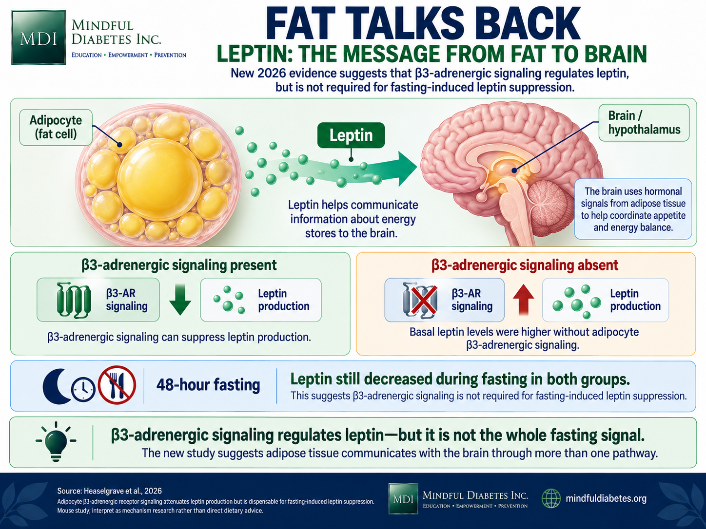 Fat Talks Back: Leptin Infographic showing leptin traveling from an adipocyte to the hypothalamus and comparing leptin regulation with and without beta-3 adrenergic receptor signaling during a 48-hour mouse fast.