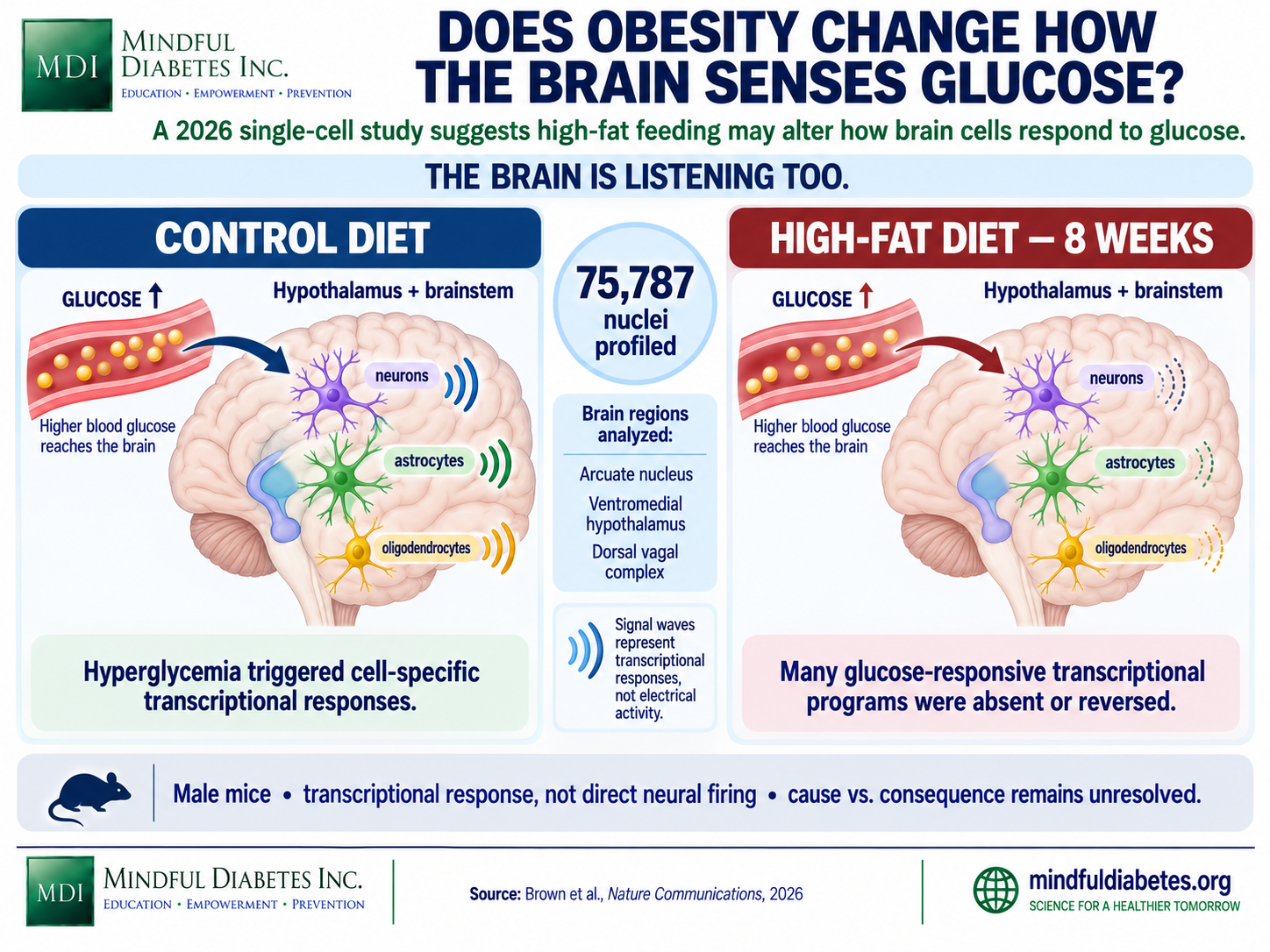Does Obesity Change How the Brain Senses Glucose? Split-screen infographic comparing glucose-responsive transcription in brain cells of control-diet and eight-week high-fat-diet male mice, with a badge noting 75,787 nuclei profiled.