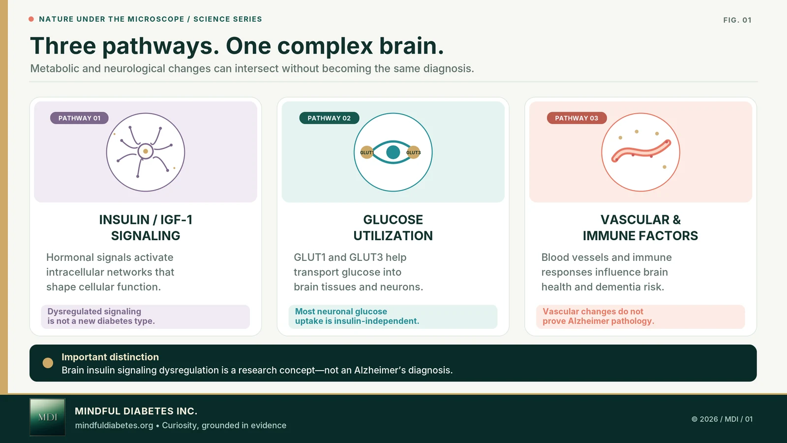 Mindful Diabetes science diagram with separate panels explaining insulin signaling in the brain, glucose utilization, and vascular or immune influences.