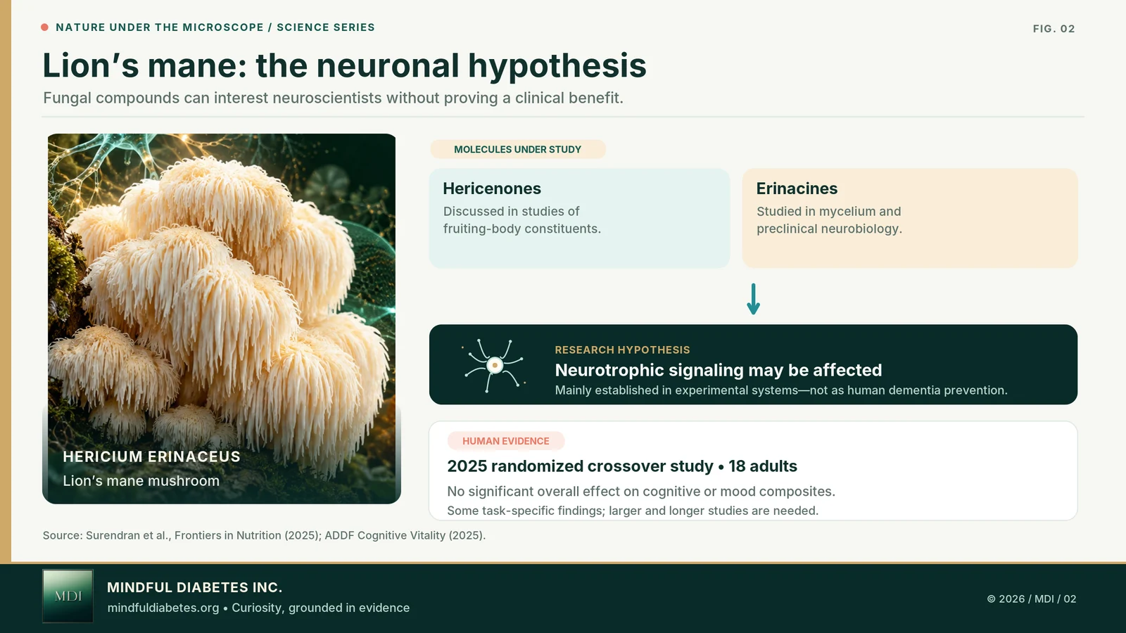 Mindful Diabetes lion’s mane diagram depicting hericenones, erinacines, exploratory neurotrophic pathways, and an 18-person human trial summary.