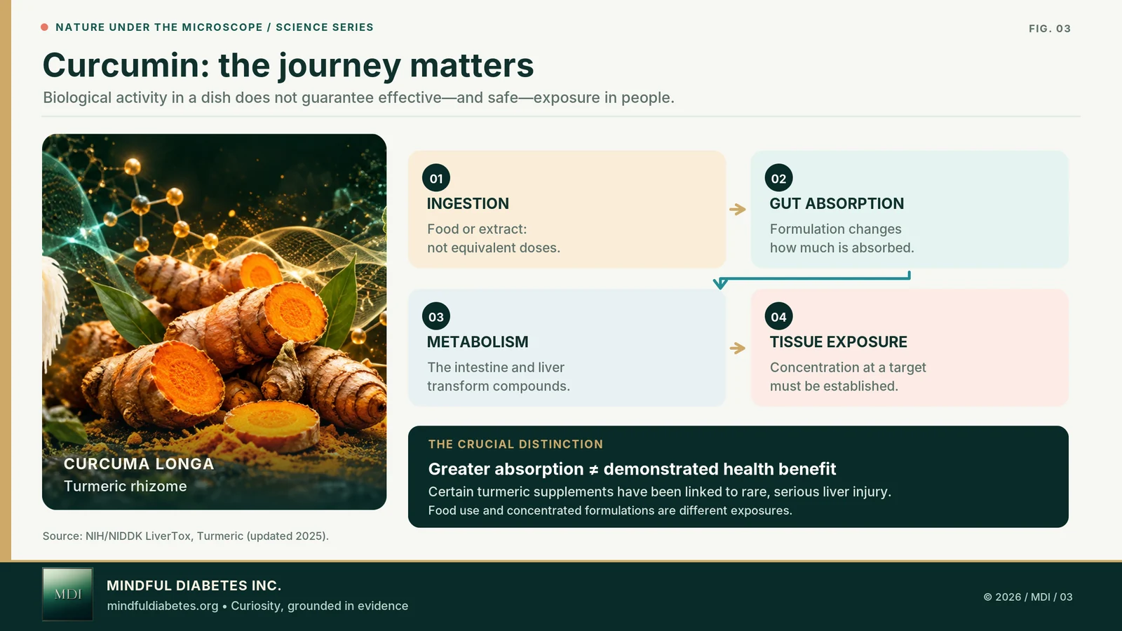 A turmeric pharmacokinetics diagram showing ingestion, intestinal absorption, liver metabolism, circulation, and possible tissue exposure.