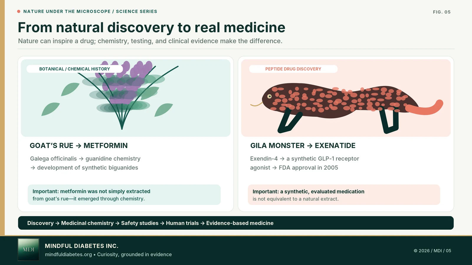 Two illustrated medicinal chemistry stories linking Galega officinalis to metformin history and the Gila monster peptide exendin-4 to synthetic exenatide.