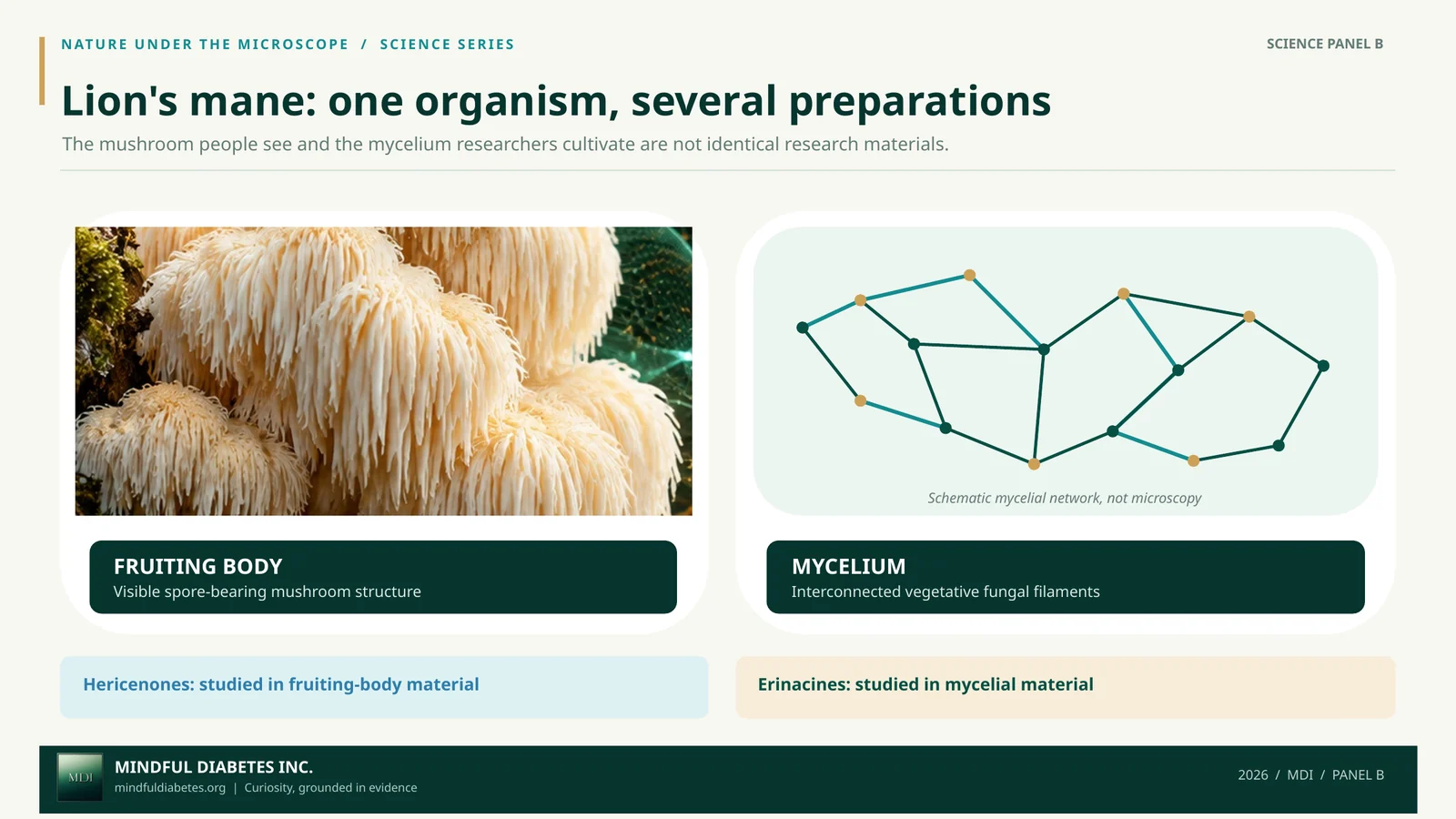 Side-by-side illustration of white lion’s mane fruiting bodies and a labeled branching mycelium network, with notes on compound families studied in each.