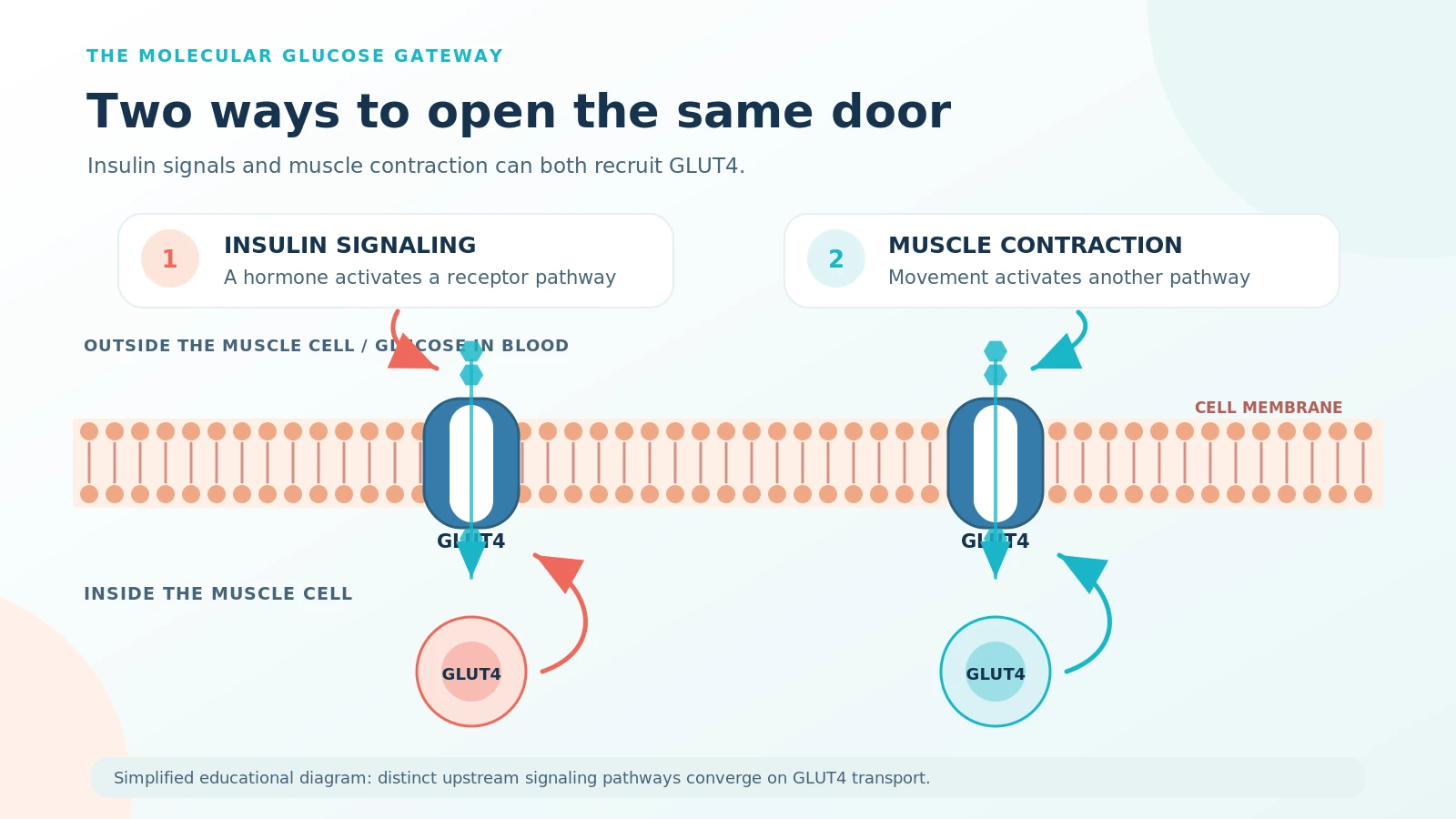 Simplified two-pathway diagram: insulin signaling and muscle contraction both support GLUT4 movement to the muscle-cell membrane, allowing glucose to enter.